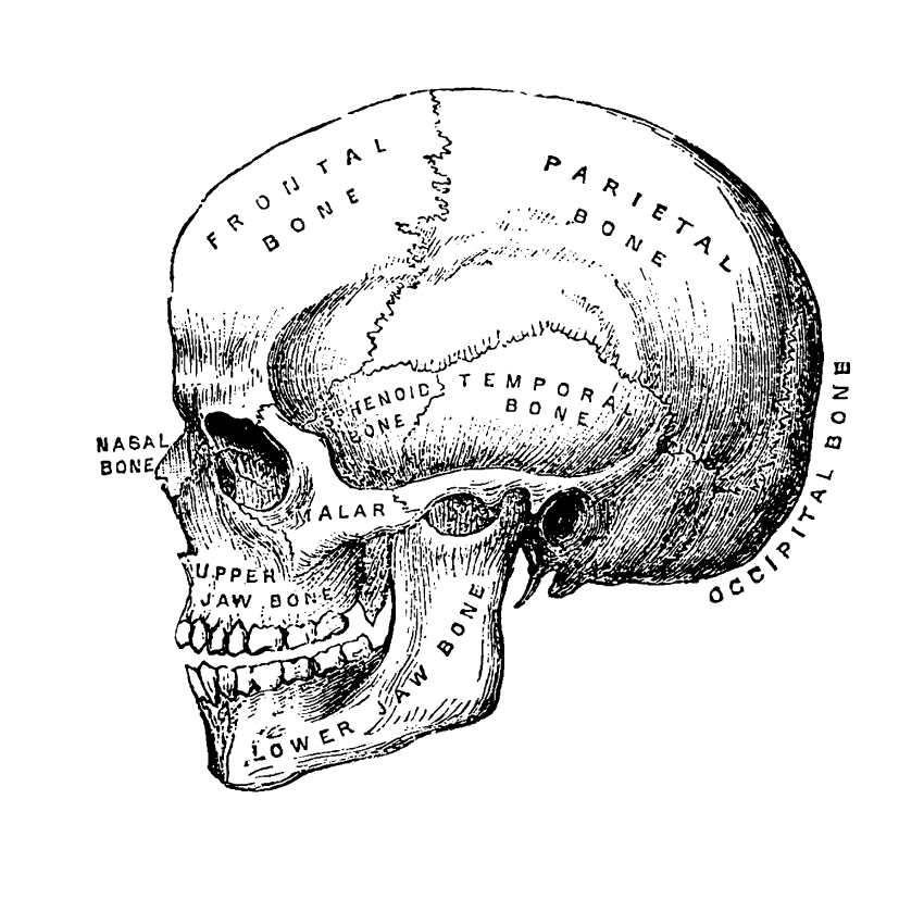 vector anatomy vintage medical diagrams human body organs skull skeleton bones heart hands feet lungs