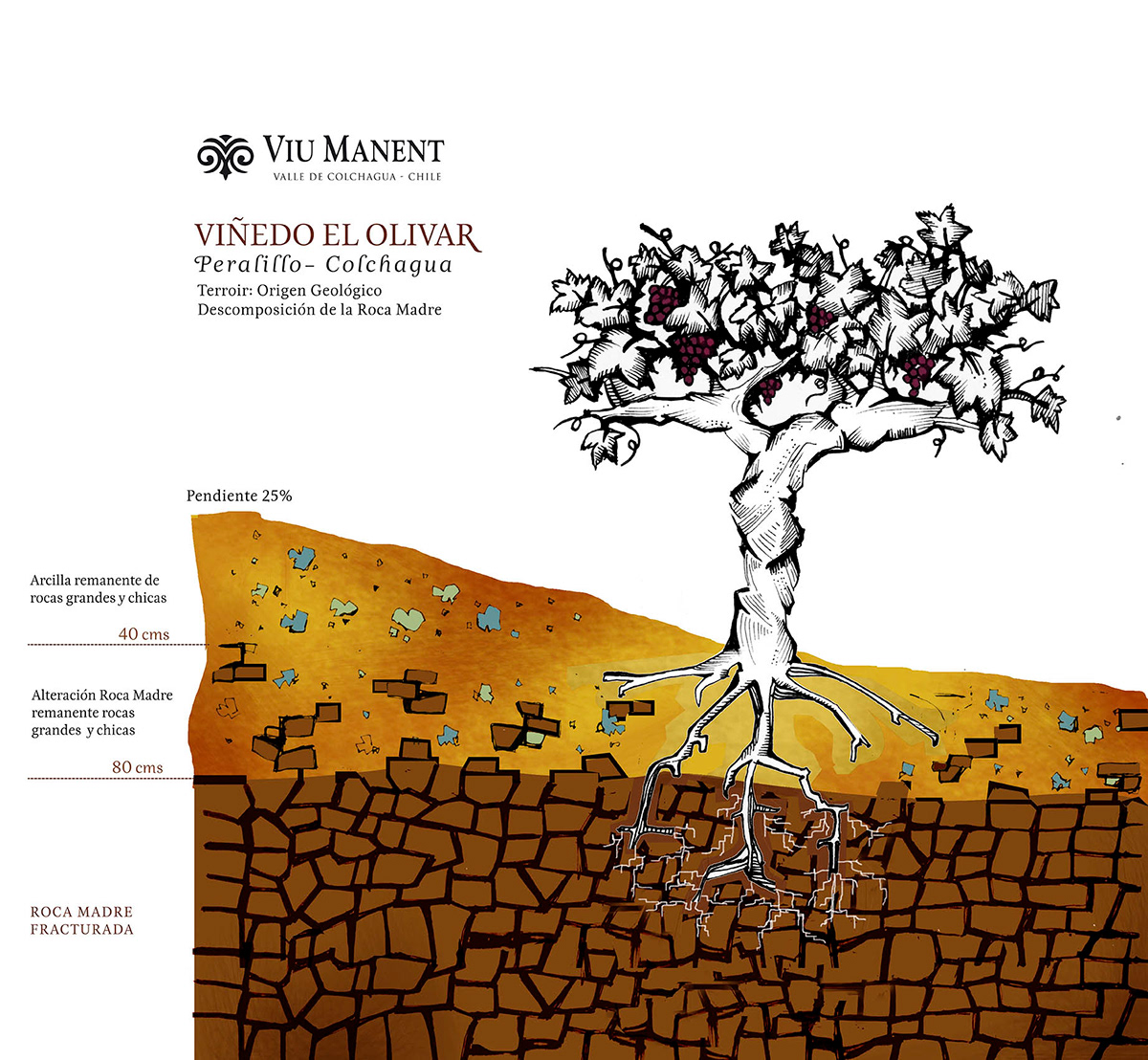 wine Vinos chile Valle Colchagua ILLUSTRATION  ilustracion suelos parras
