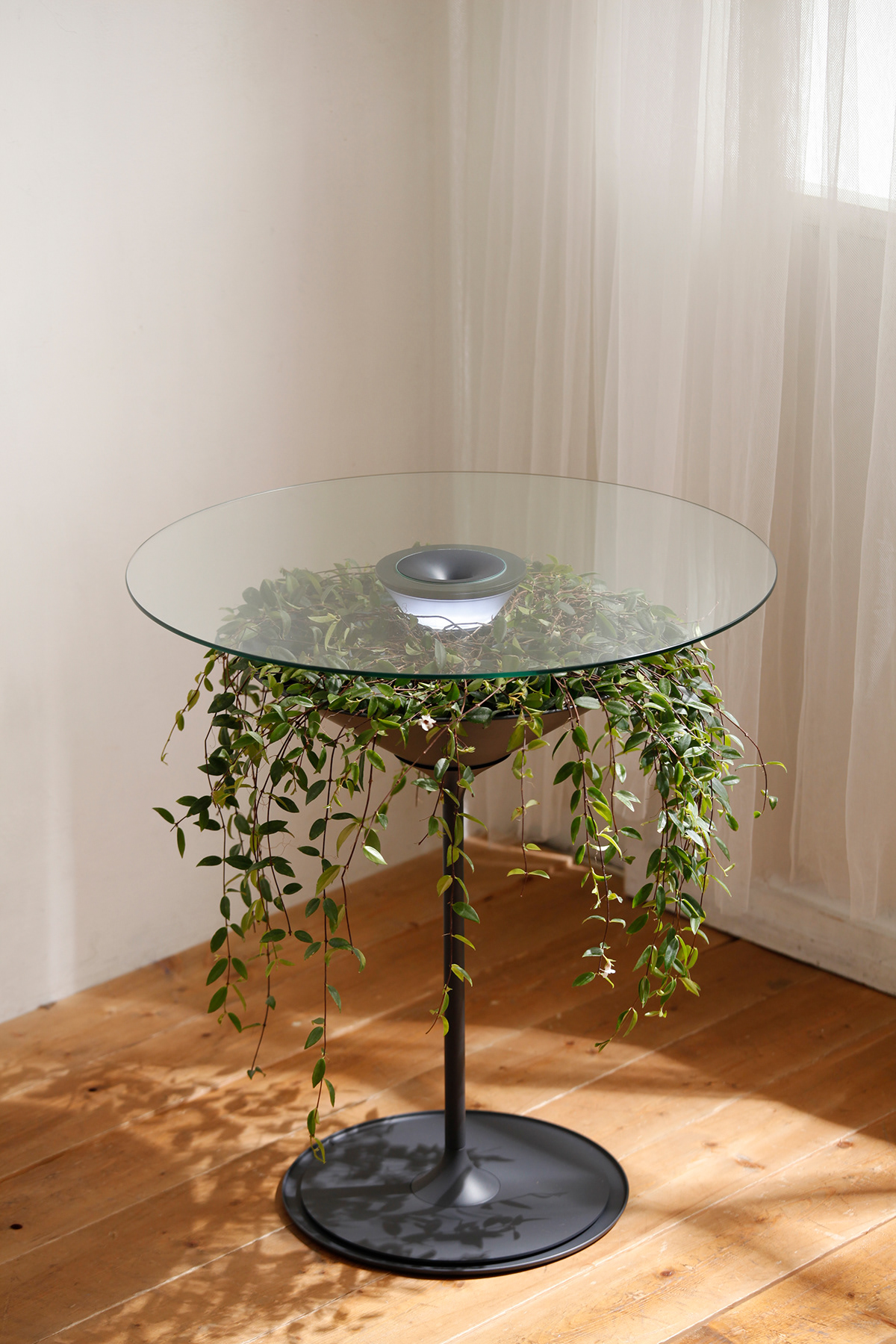 furniture table indoor natural botanic plants elegant planting