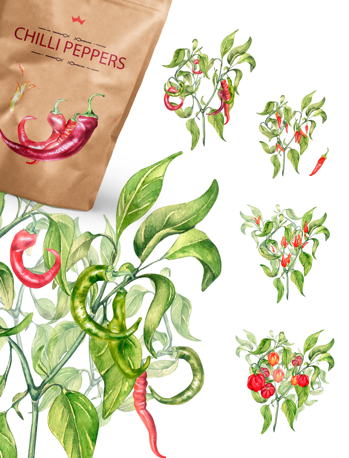 spicy Packaging Tobasco vegetables watercolor botanical illustration capsicum chili Hot jalapeno