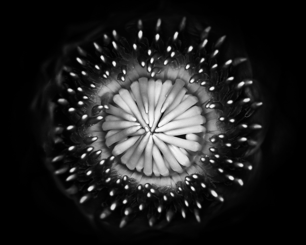 abstract black and white fine art flower Macro Photography Nature