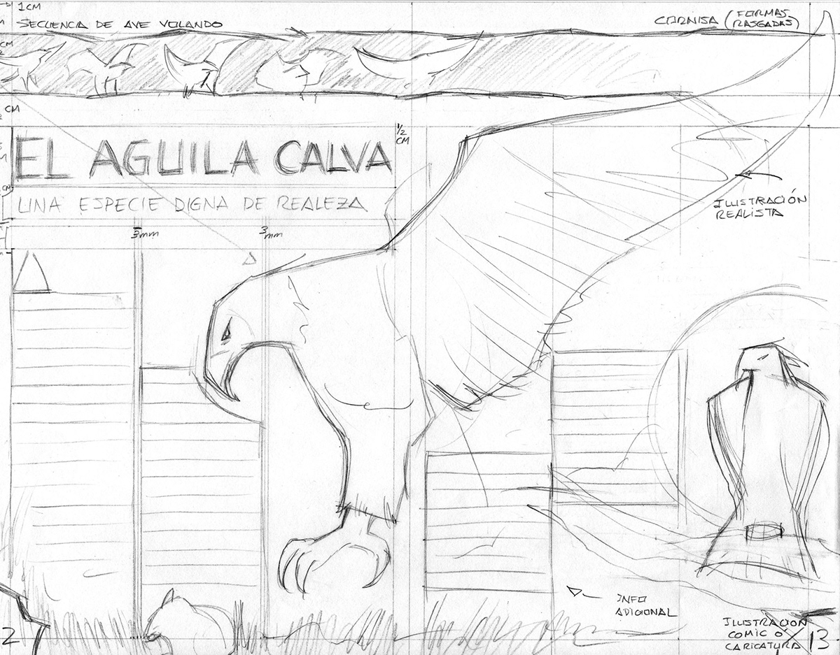 eagle digital illustrations draw draws animals creative pencils design