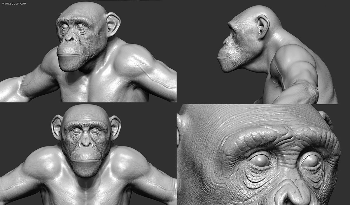chimpanzee chimp 3d chimp chimp 3d model primate monkey making of Breakdown time lpase Zbrush ornatrix cg hair hair groom realistic animal