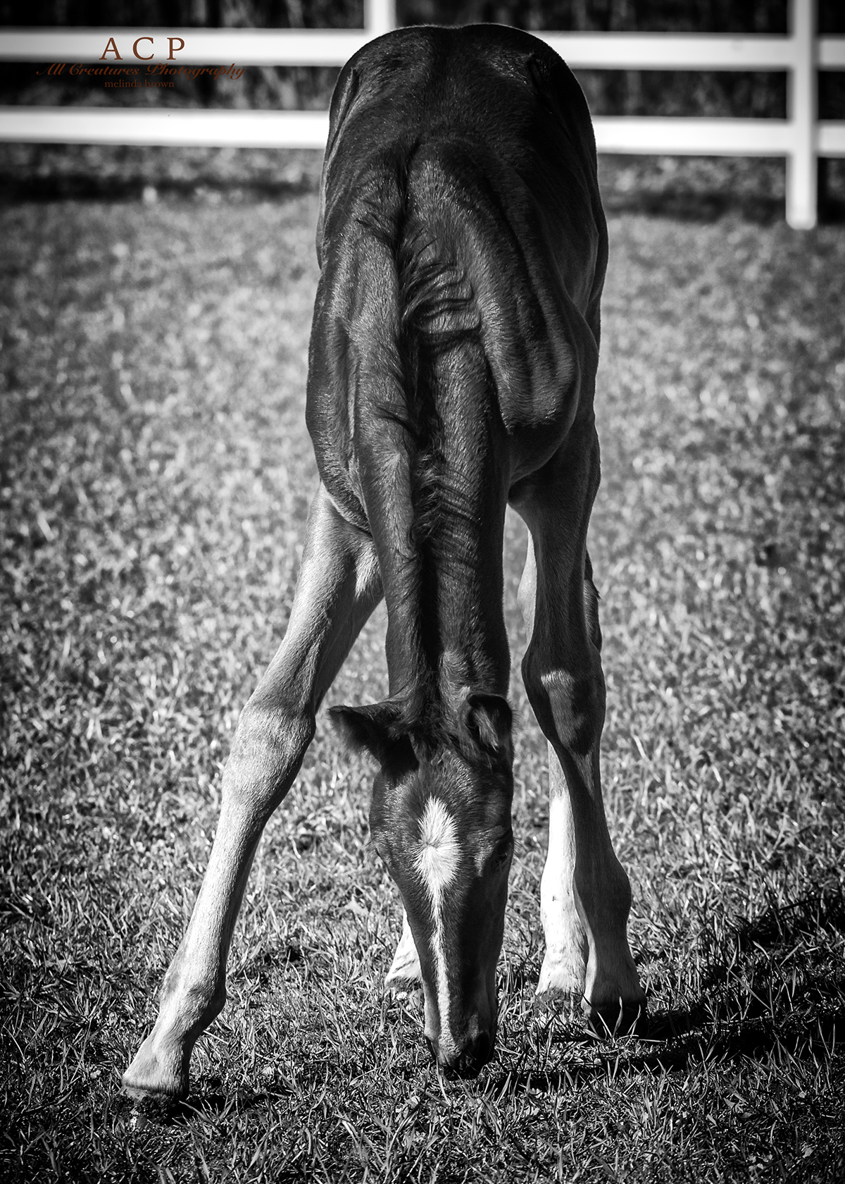 foal horse Virginia bred All Creatures photography Batla'Czar Kimmy Risser