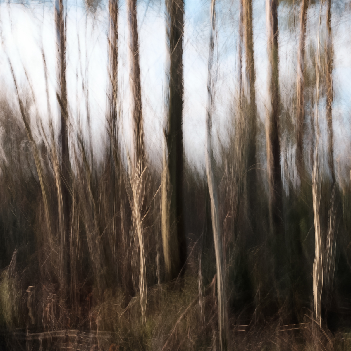 Impressionist photography ICM xe2 intentional camera movement contemporary art Nature forest woods