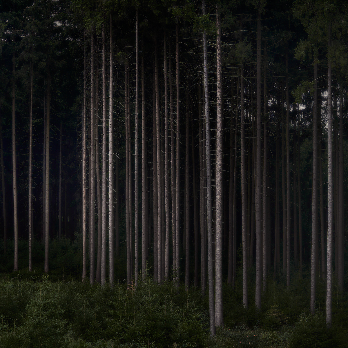 forest wood woodland trees light Landscape Nature jörg marx