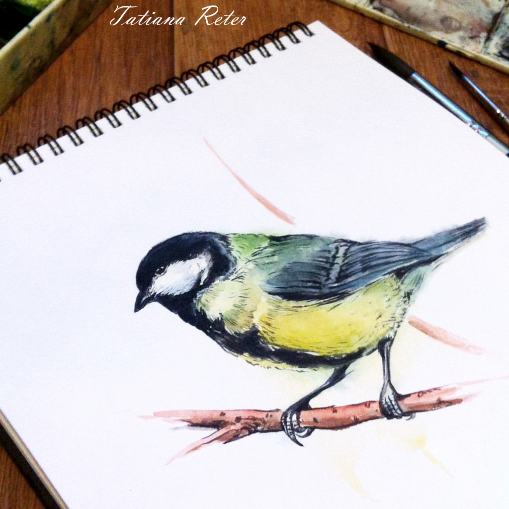 watercolor ILLUSTRATION  birds. bird raven TIT artwork color painting   art