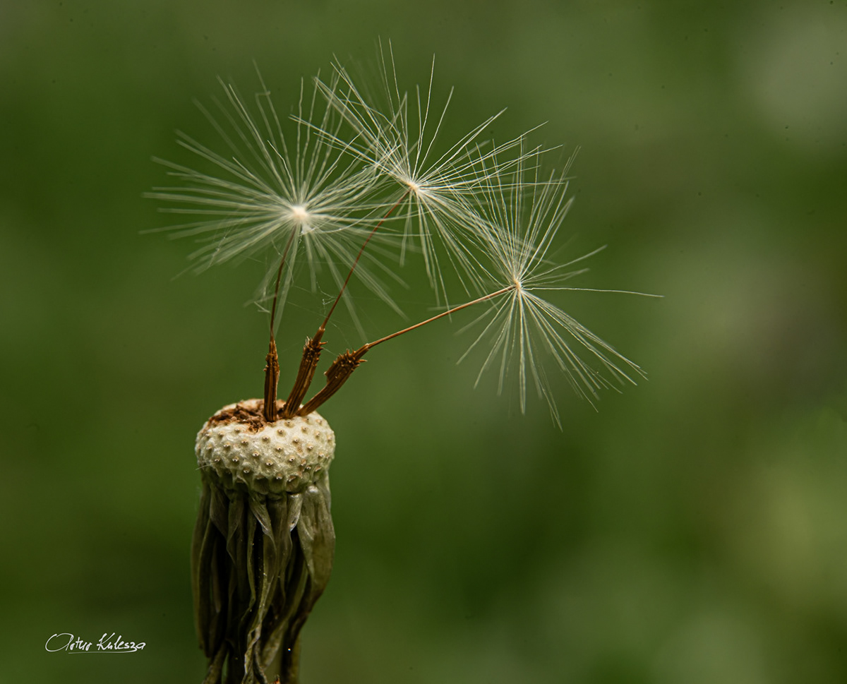 Three seeds of dandelion. 
