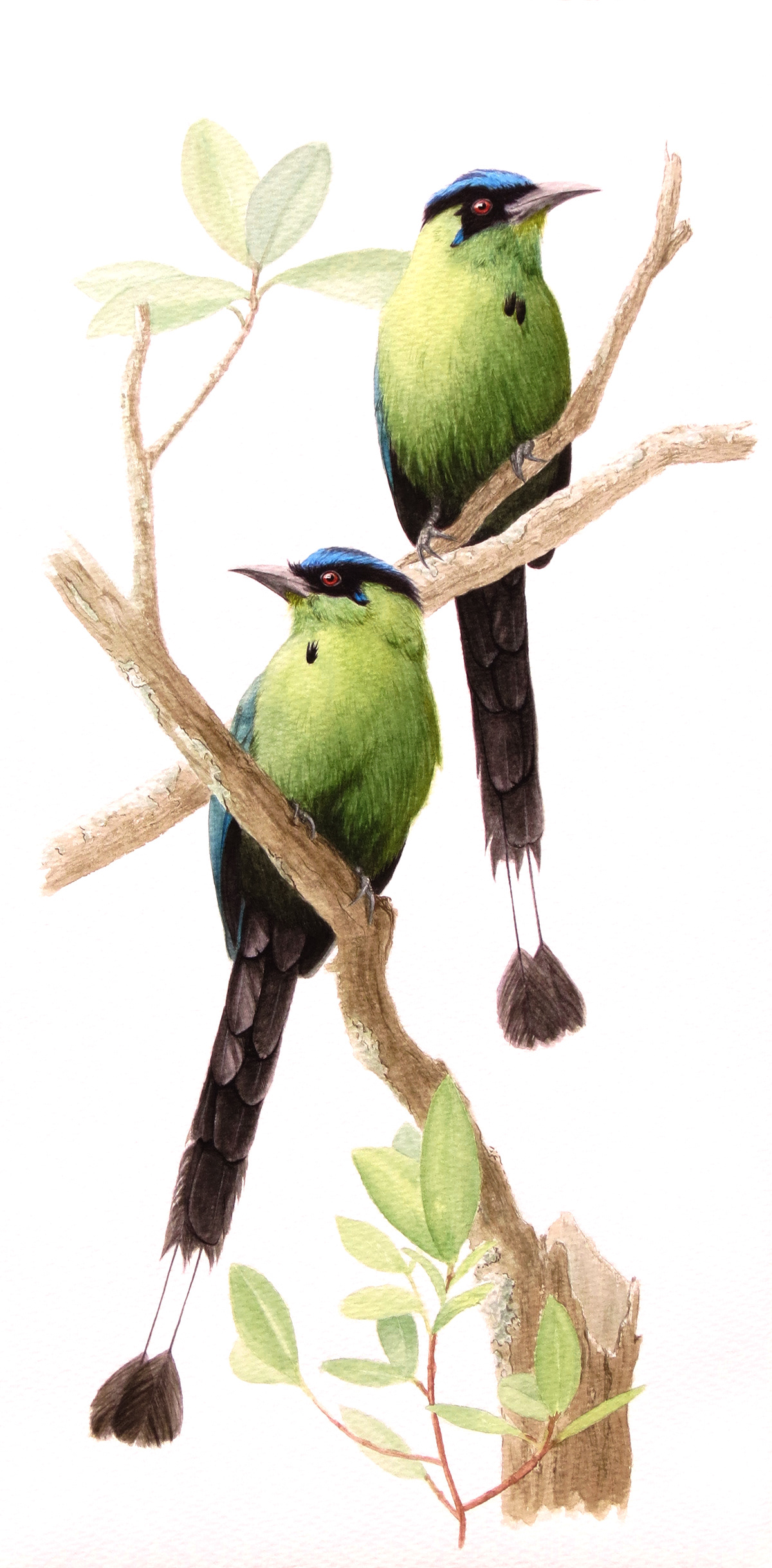 acuarela art artist birds draw Drawing  FINEART ILLUSTRATION  watercolor