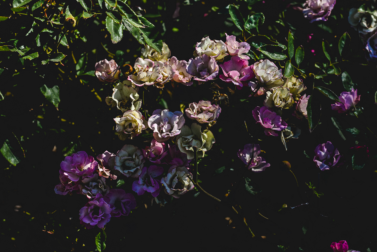 dark photography botanical garden Flowers Macro Photography conceptual photography fine art photography textures photobook nature photography