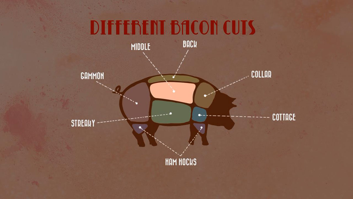 bacon motion graphic after effects college assignments infographic