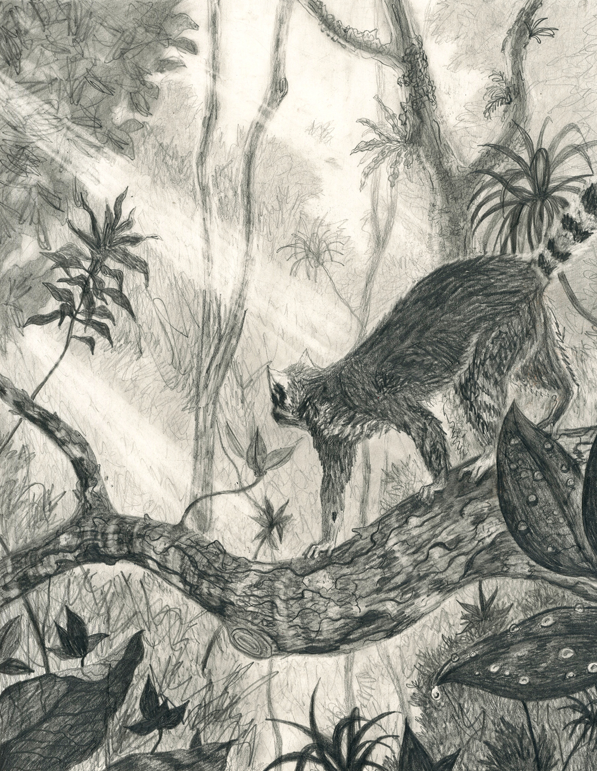 lemur graphite ILLUSTRATION  black and white pencil Drawing  narrative