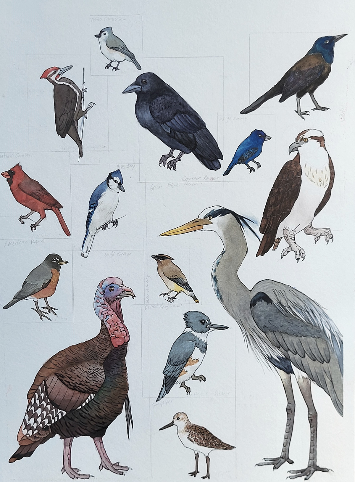 birds ornithology geology Landscape watercolour watercolor