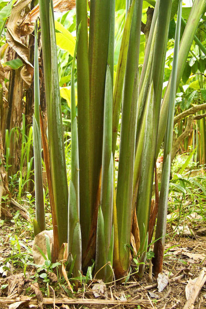 Mawanusa Wayan Mawa off road bali coffee beans banana tree cows red top green eaves jungle Nature