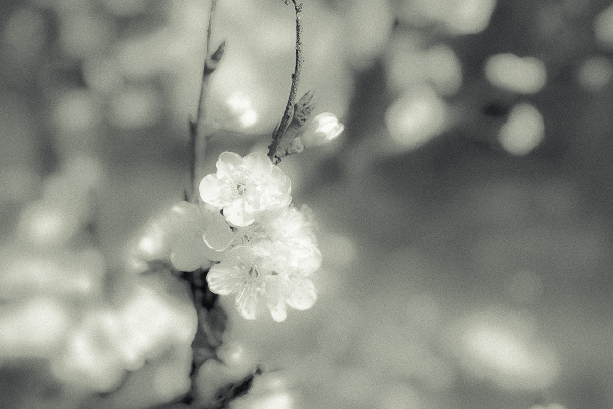 Cherry Blossom Nature
