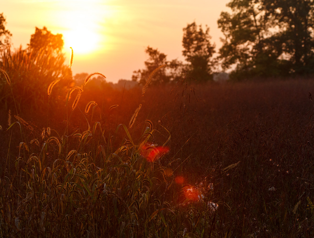 Nature wildlife Forests sunsets birds animals outdoors