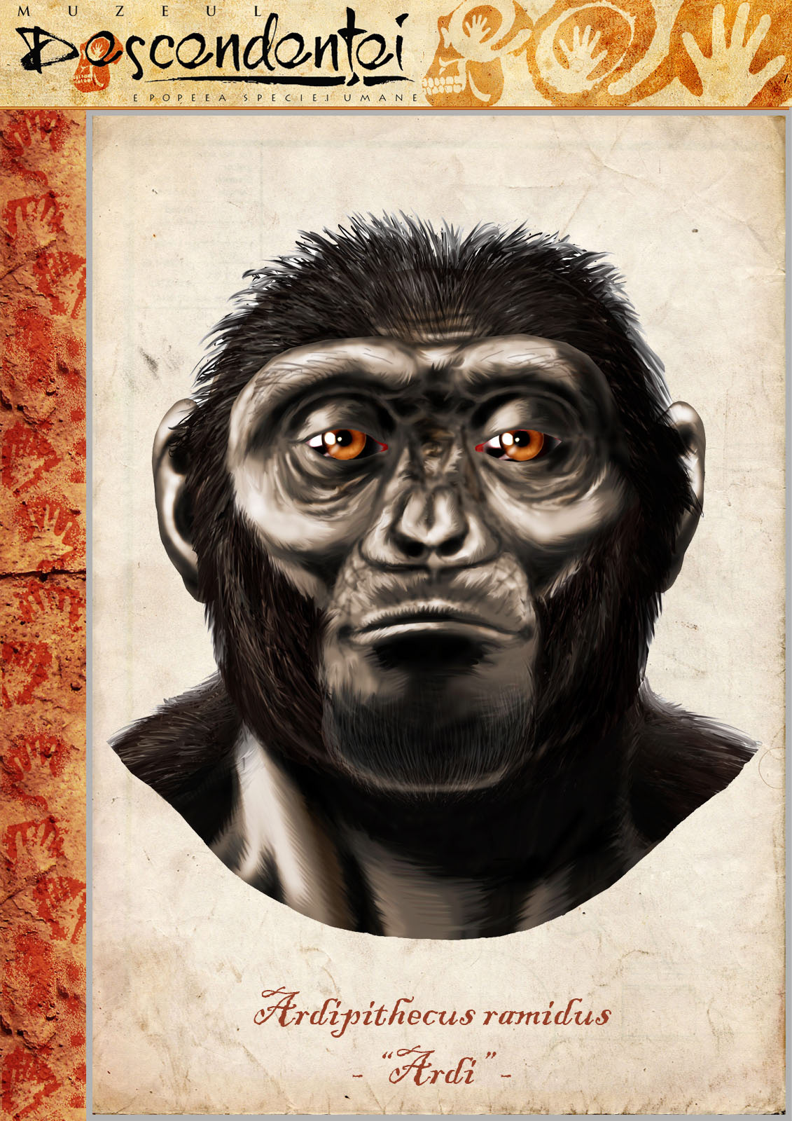 ardipithecus ramidus evolution homo human australopithecus paranthropus afarensis africanus neanderthal erectus habilis