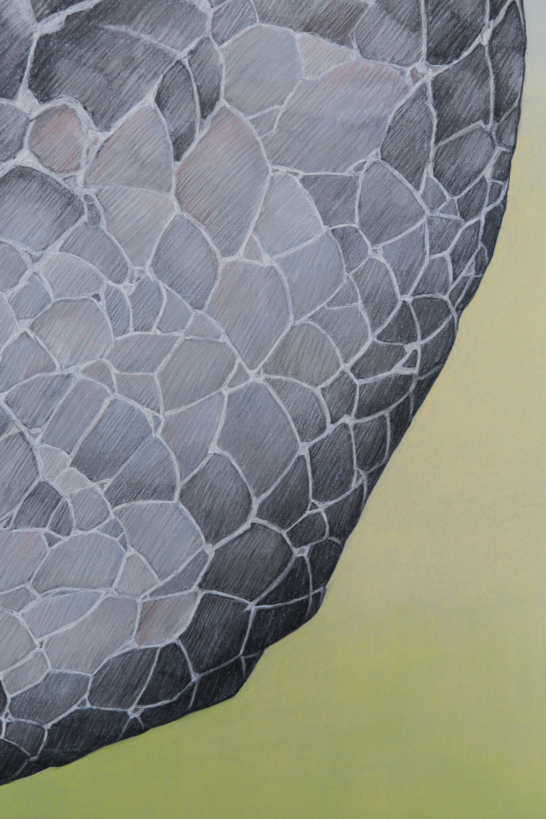 Adobe Portfolio Drawing  fossils Dinosaur art fine art contemporary art science history paleontology risd