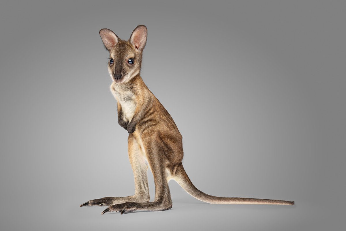 animal animals Australia Nature photoshop retouch retouching  portrait Portraiture wild