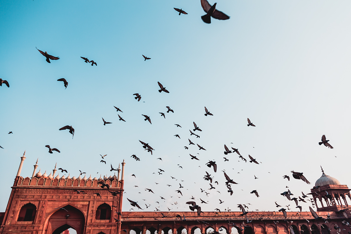 Delhi Photography  India monument birds explore outdoors jamamasjid indiapictures Travel