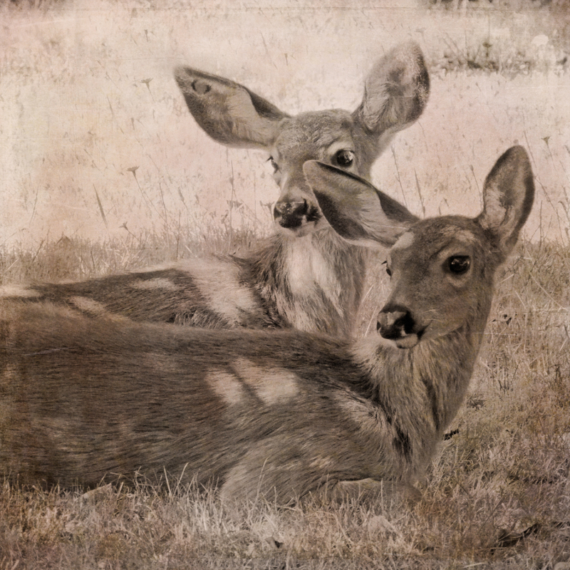 Deer Photography antlers buck fawns