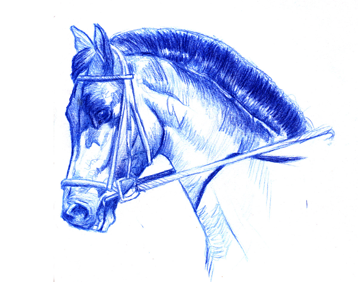 horses portrait chammber