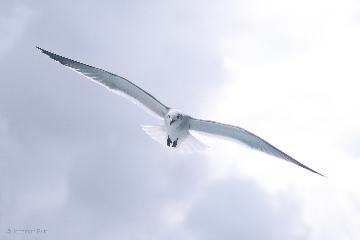 seagull cancun mexico birds in flight
