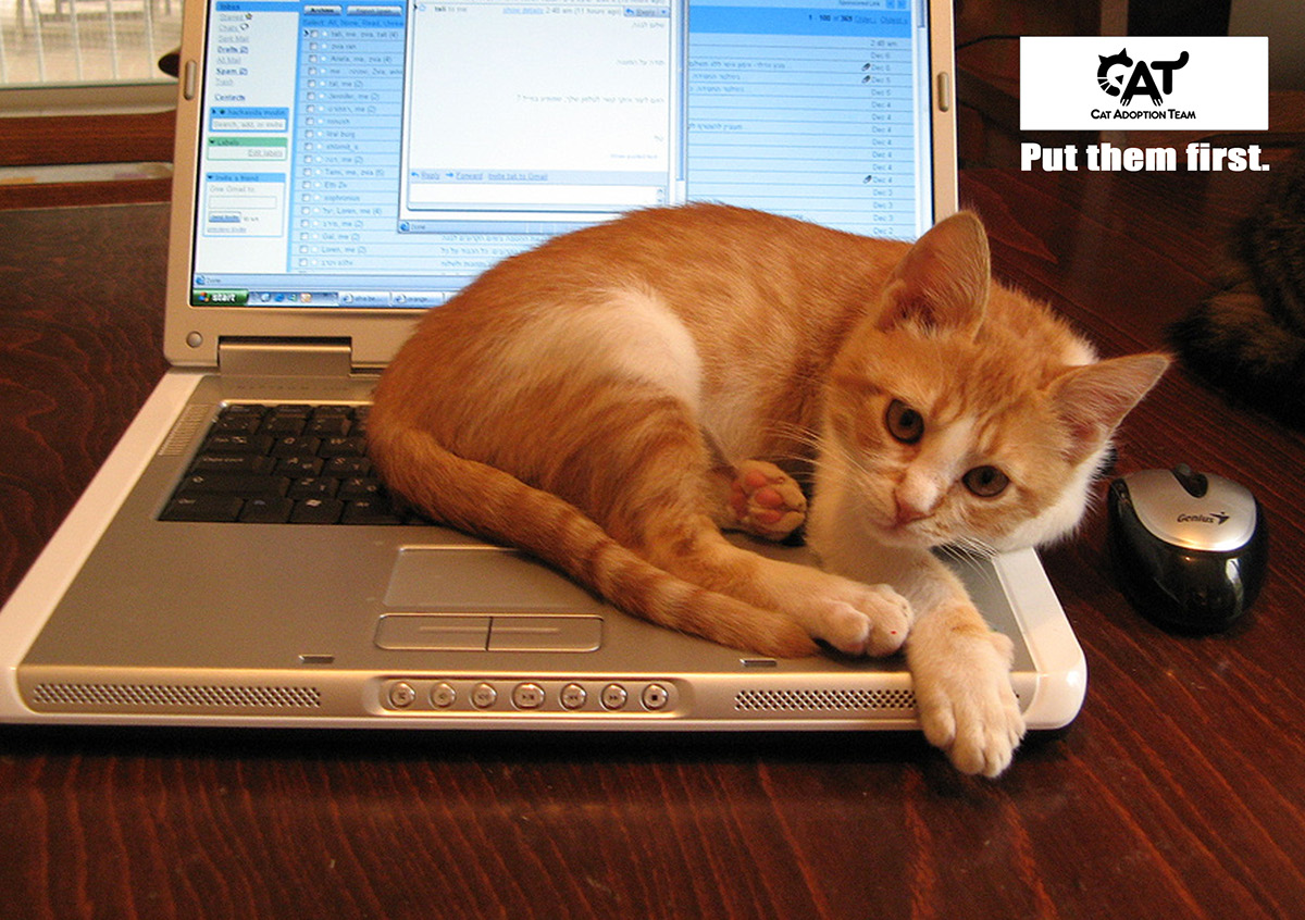 catrescue adopt ad campaign Cat kitten Gato