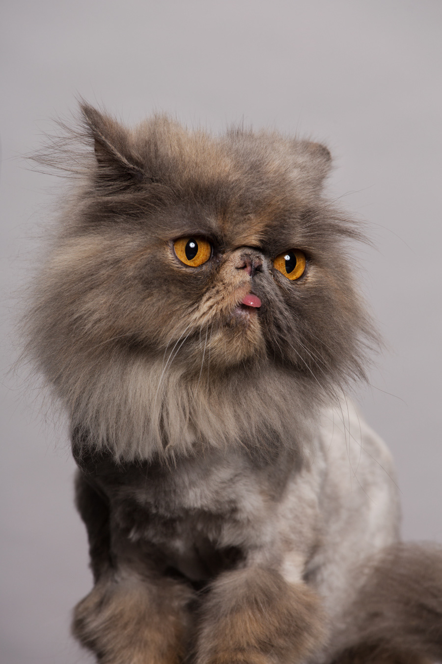 angela marklew Los Angeles portrait cats hairless sphynx animal
