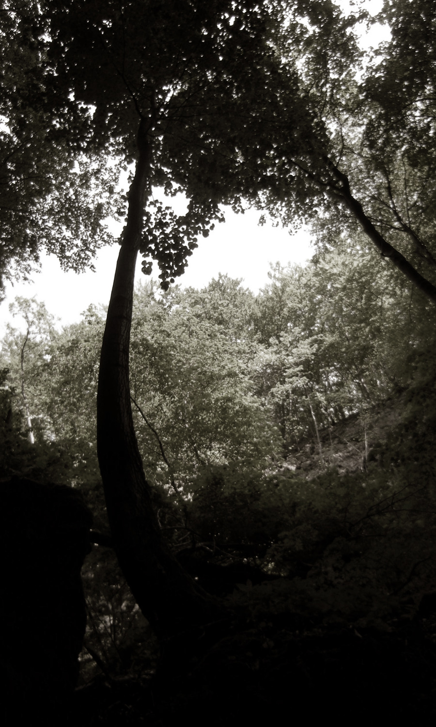 Nature sepia ravine woods rock forest water hiking trip