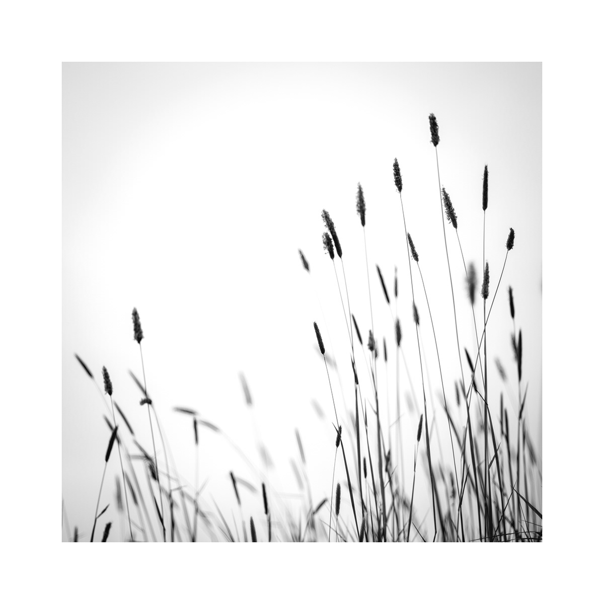 b&w black and white grass grasses minimalist monochrome monotone Nature Photography 
