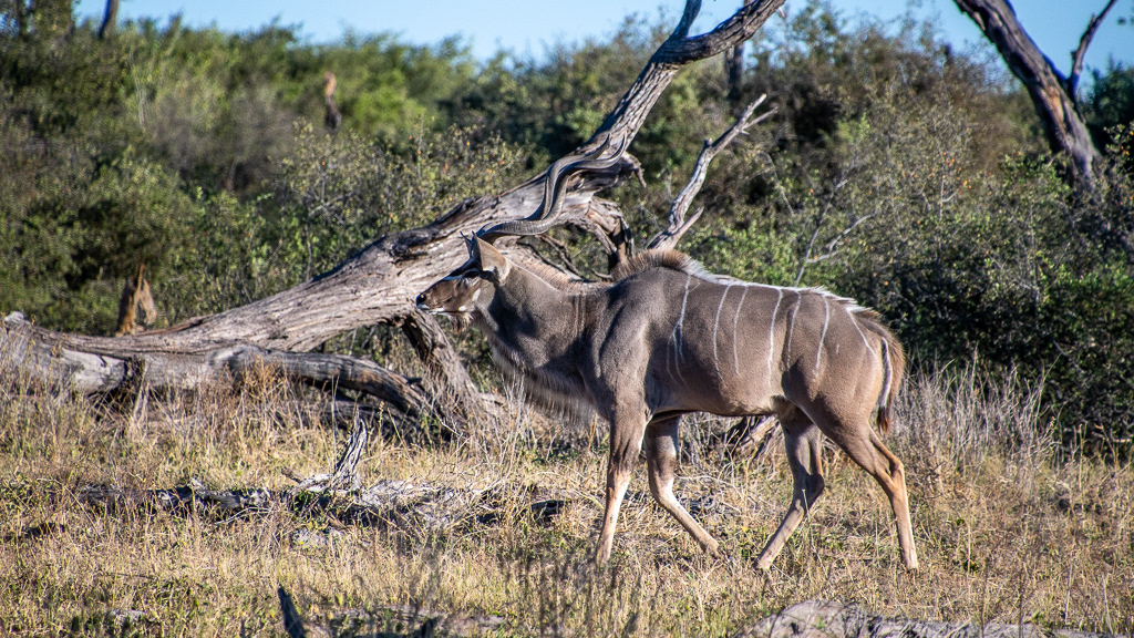 Adobe Portfolio Kudu sable antelope impala impala erection lechwe Female Lechwe impala drinkng waterbuck does waterbuck female impala midden Midden male kudu kudu running