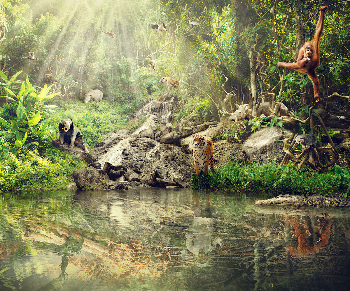dramatic Issues colour compositing creative green jungle reflection water warm