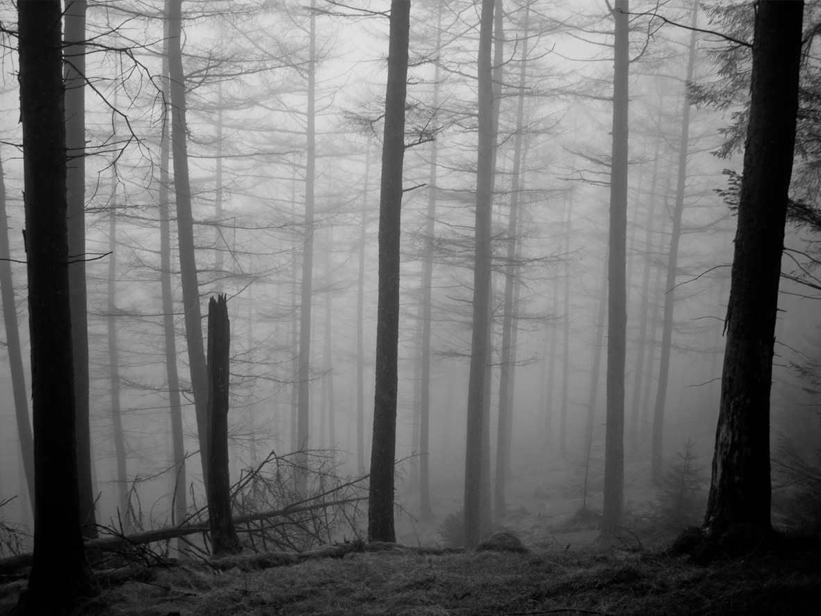 photo digital Mono black White grayscale eerie Landscape landscape photography woods lake district haunted spooky