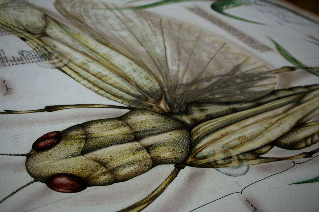 locust Grasshopper migratory asia africa Europe pencil portrait wings entomology insect Nature close up hand draw grass