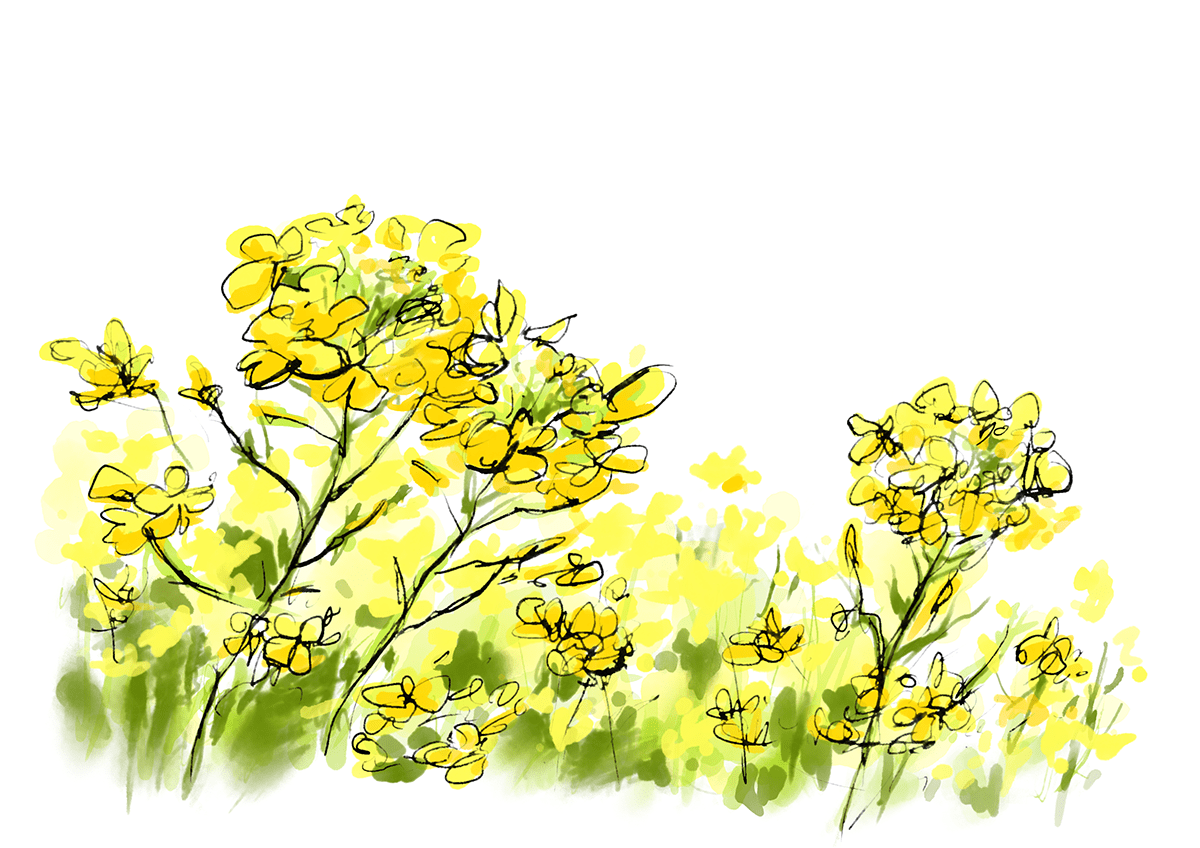 digital illustration Drawing  flower Nature Plant spring canola flower botanical
