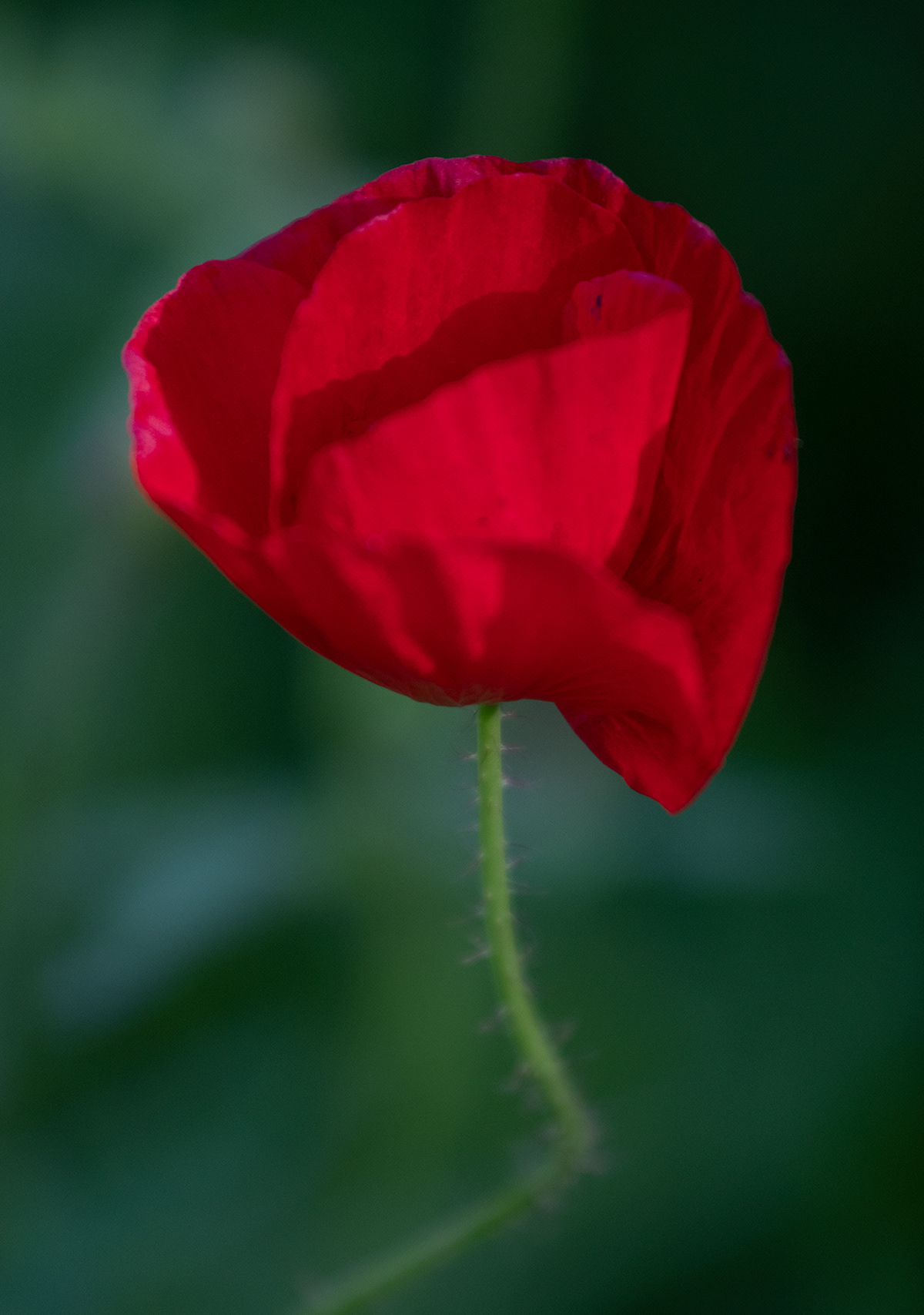 Czerwony flower Kolor Nature Photography 