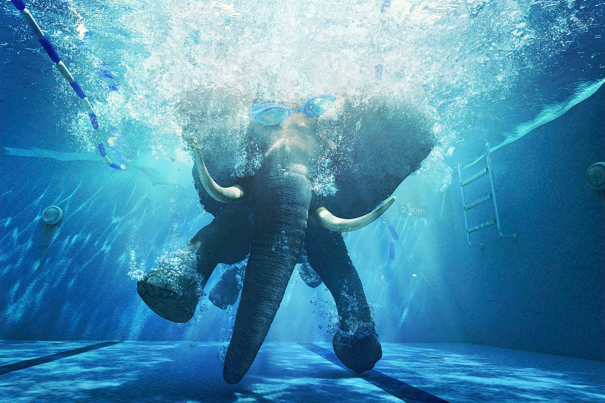 big  swimmer asile 3D 3dsmax CG elephant