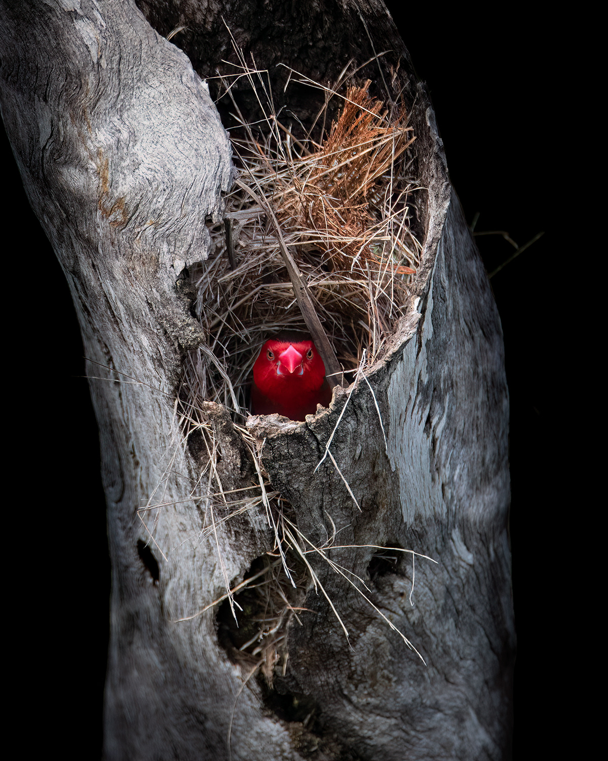 Finch Australia Australian wildlife nature photography red bird Nature lightroom Photography  beauty