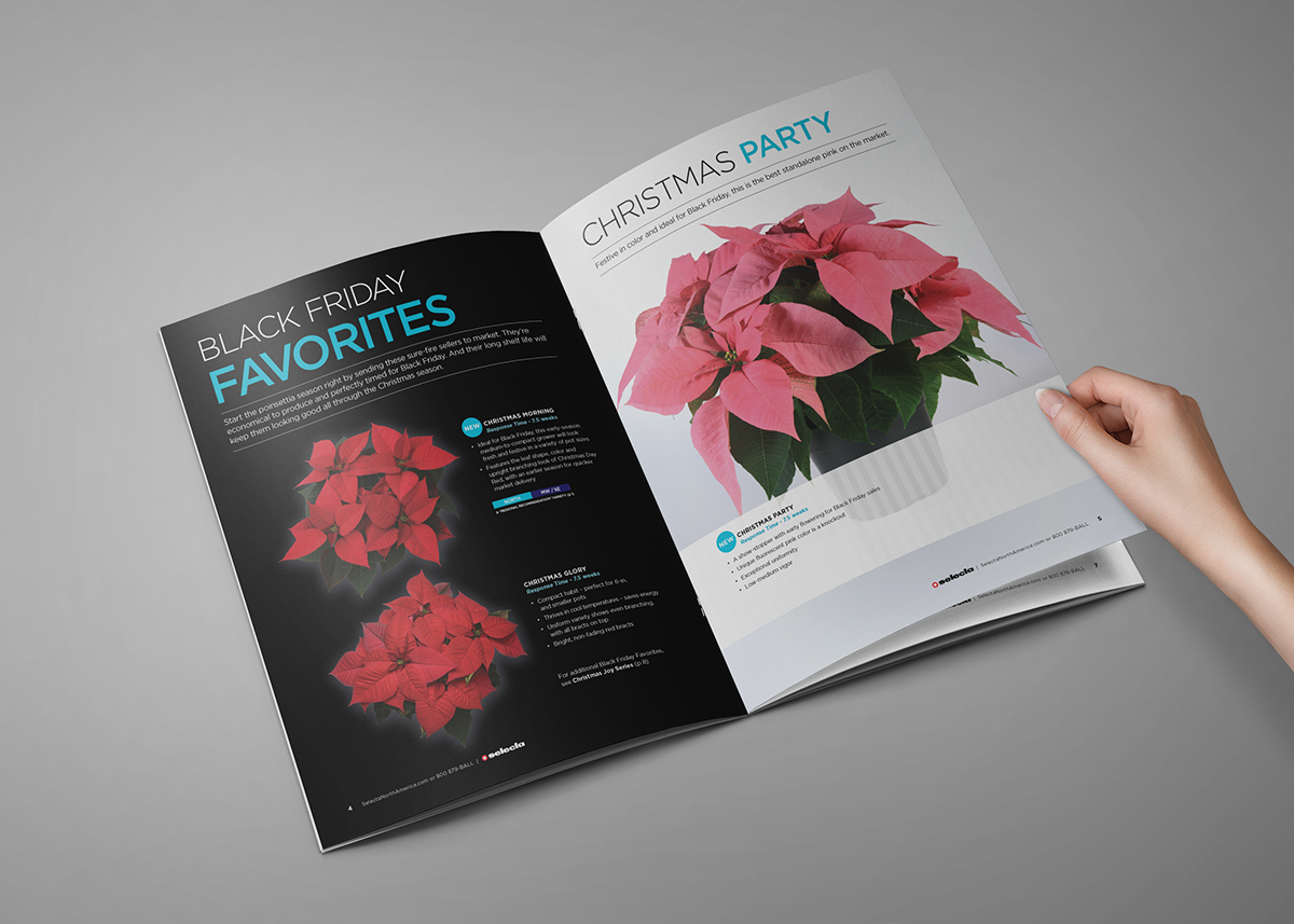 poinsettia Poinsettias catalog flower Flowers plants ball horticultural company selecta print design pink neon