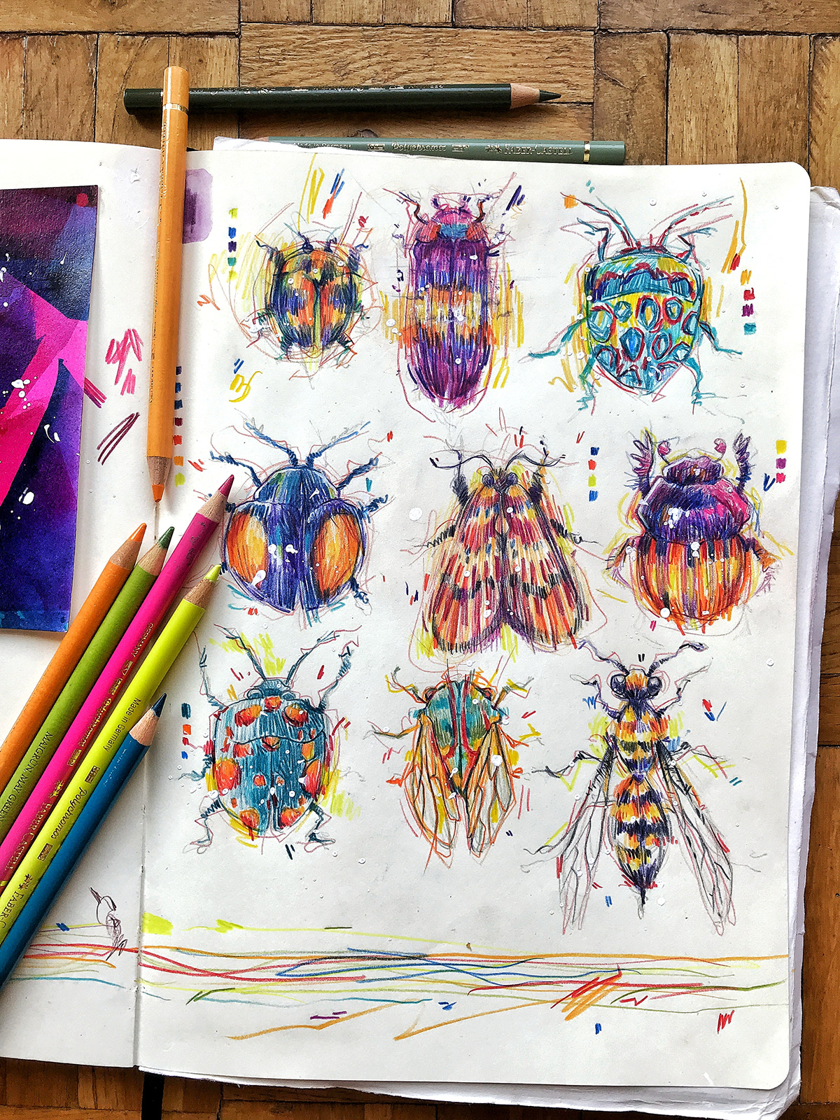 bookillustration colored pencils ILLUSTRATION  Insects artwork sketchbook