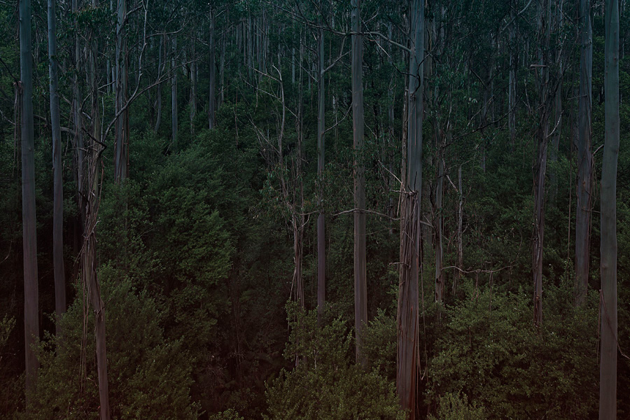 forest colours Australia green trees Nature silent branches