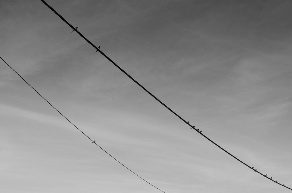 birds black White ink paper SKY wait series