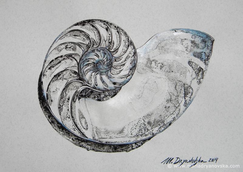 nautilus sea shell conch