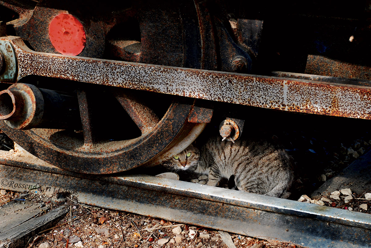 Cat locomotive photo photoshop