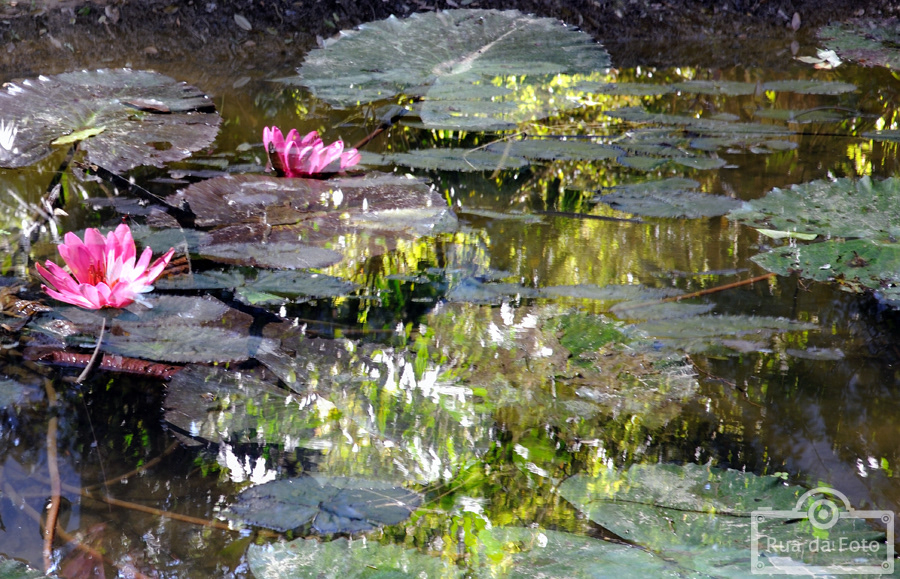 spain france lotus flower pilgrim rainy night botanic garden Abuelas andaluzia Rio de Janeiro copacabana Paris granada Brasil