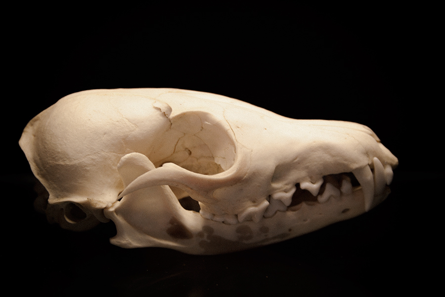 morbid creepy skulls goth skeleton animal dark weird