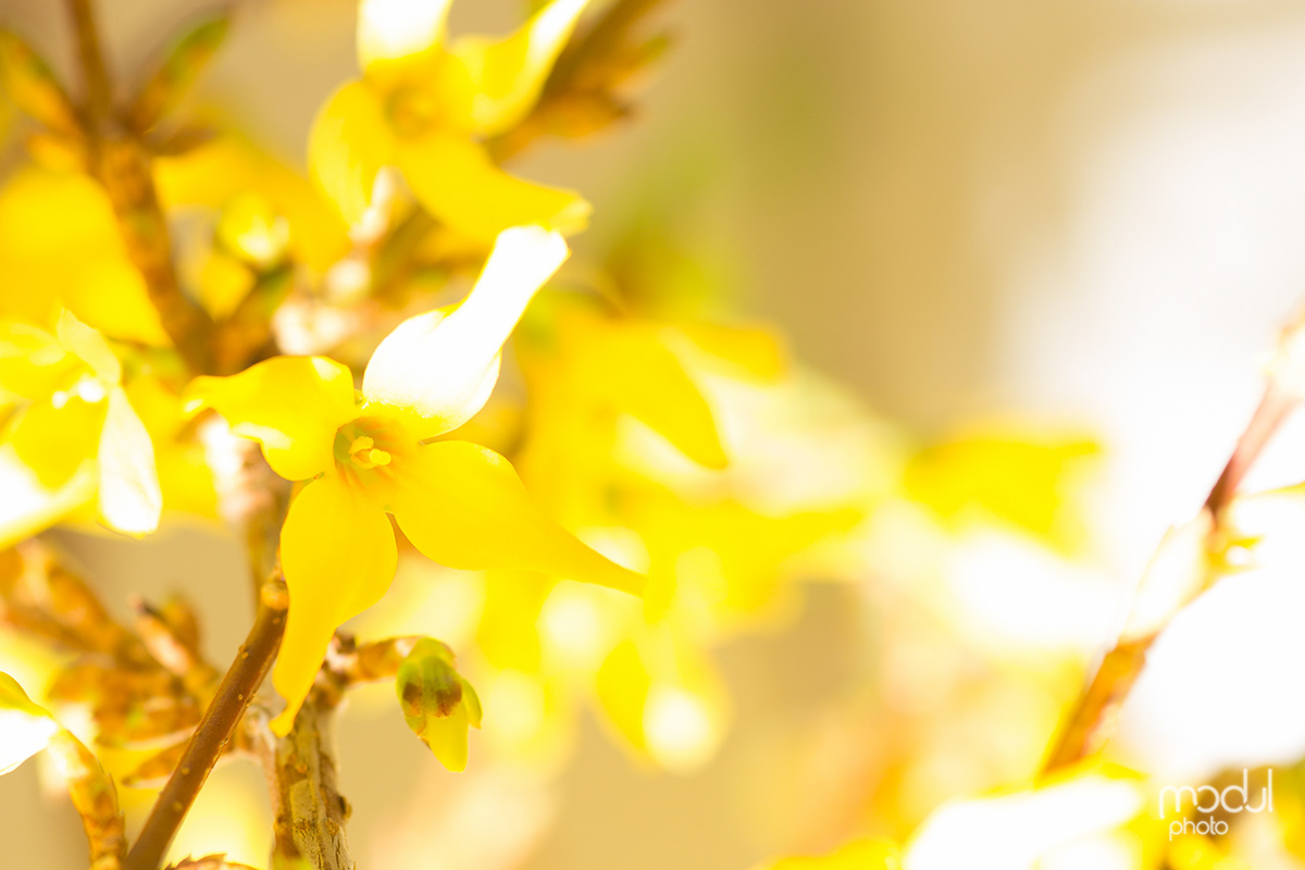 Easter yellow bloom Flowers macro light