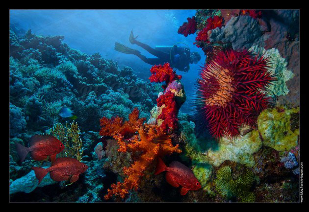 scuba diving UNDERWATER PHOTOGRAPHY red sea egypt Oman
