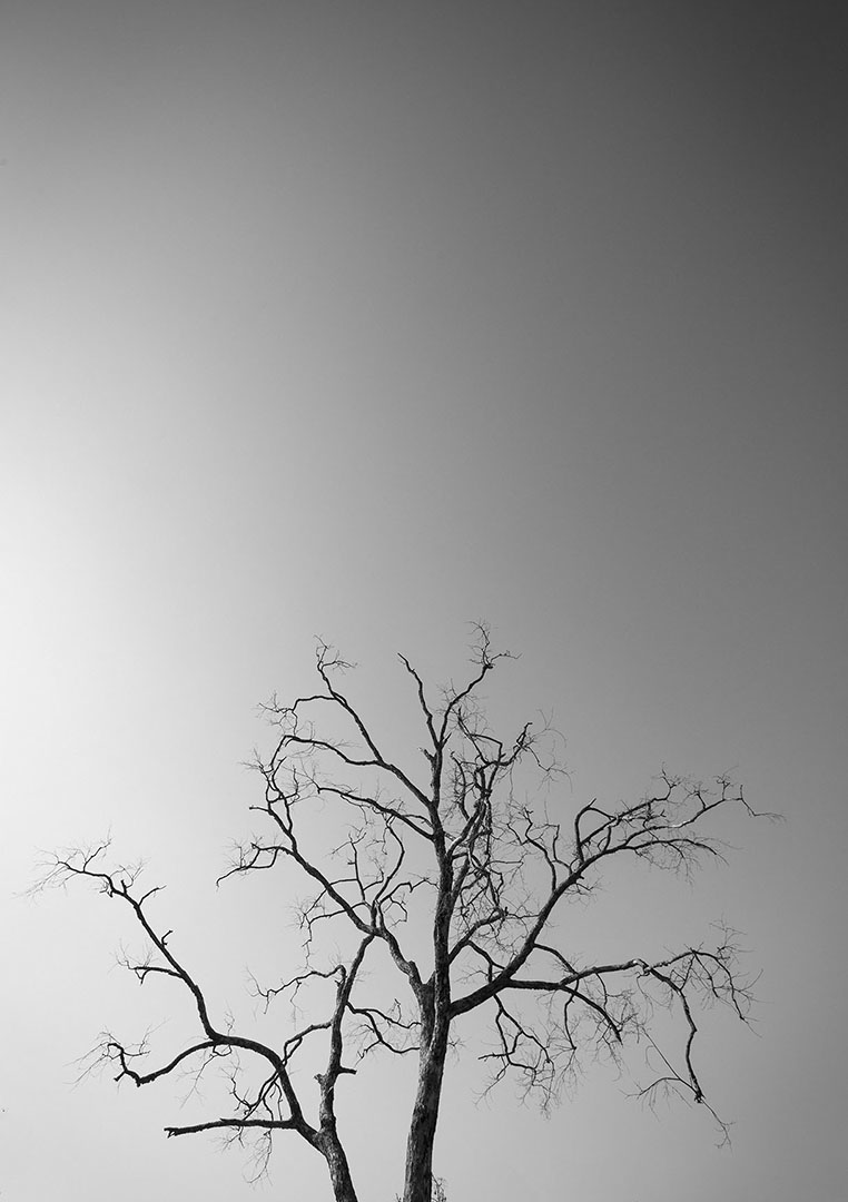 landscapes black and white trees around mist water hills Silhouette SKY leaves dry Travel Tree 